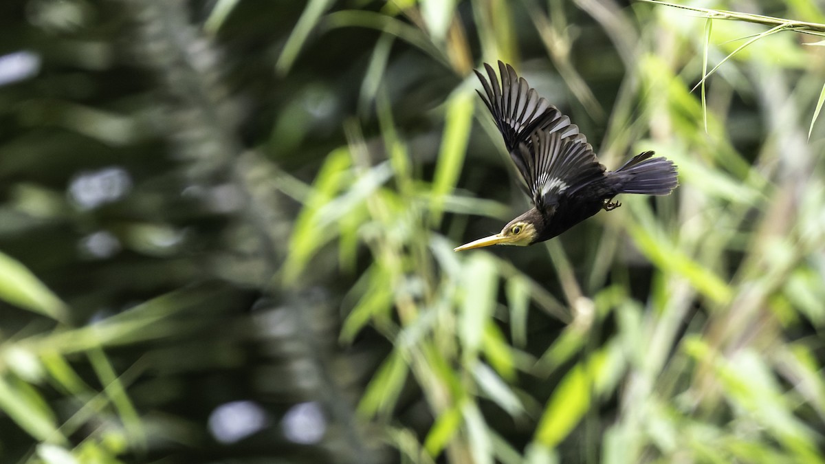 White-throated Jacamar - ML637525835