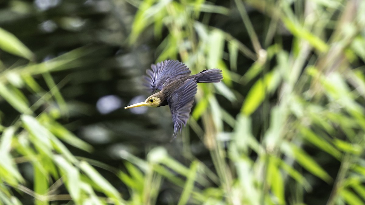 White-throated Jacamar - ML637525836