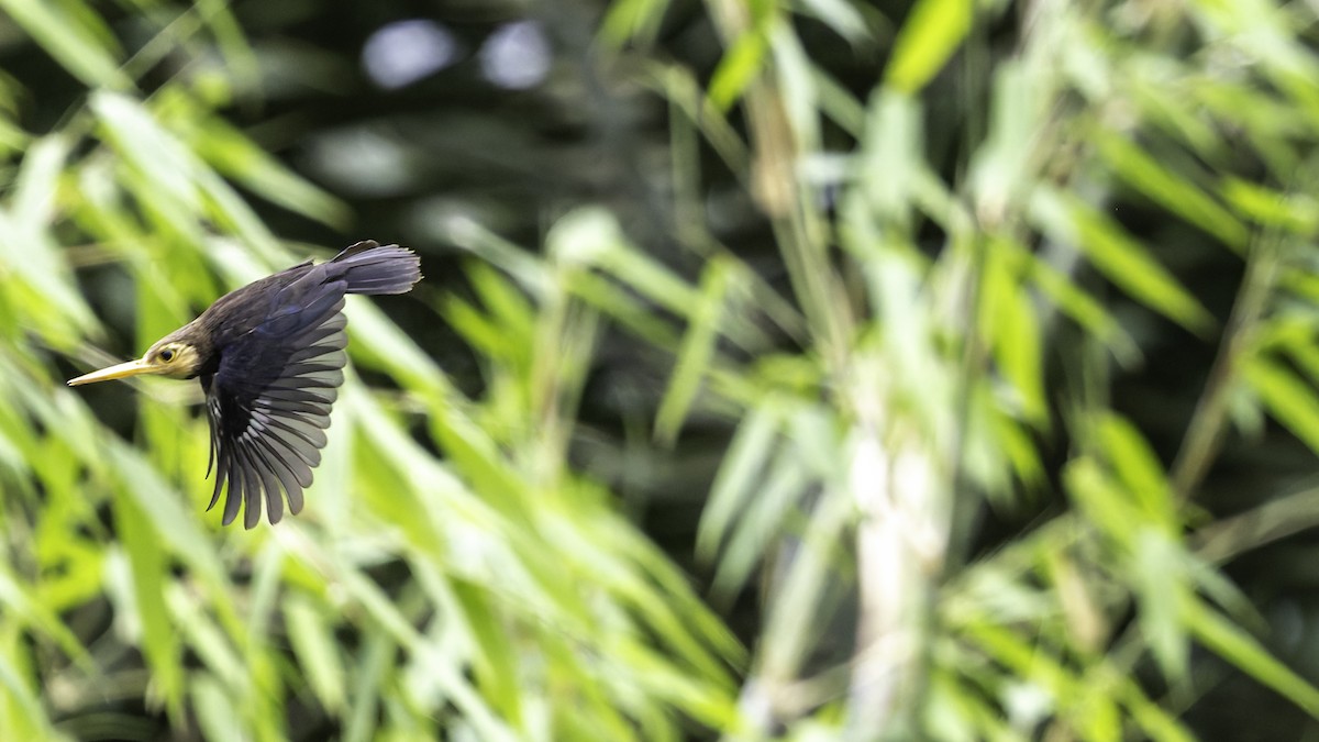 White-throated Jacamar - ML637525838