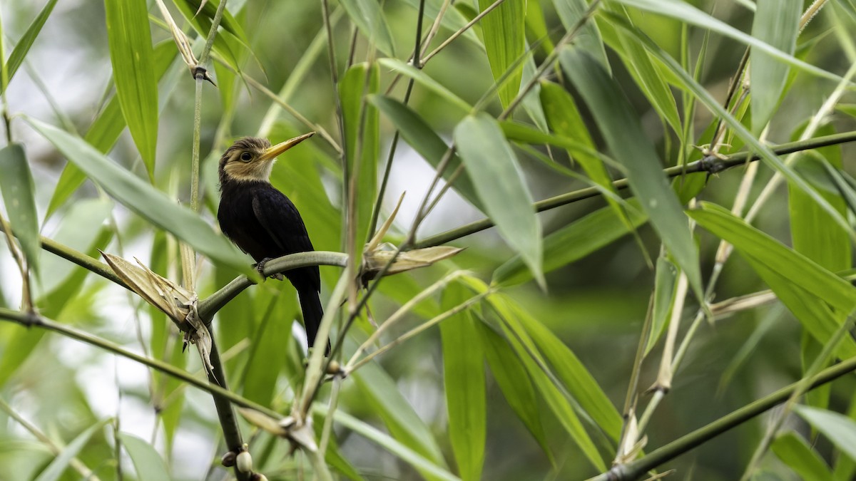 White-throated Jacamar - ML637525841