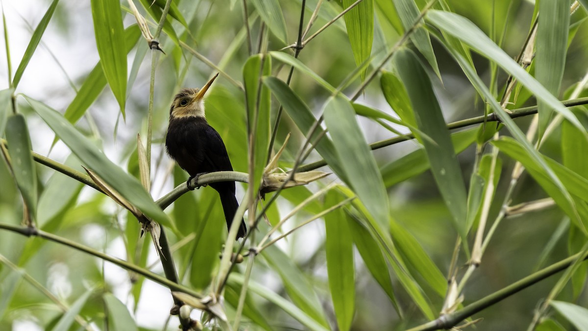 White-throated Jacamar - ML637525842