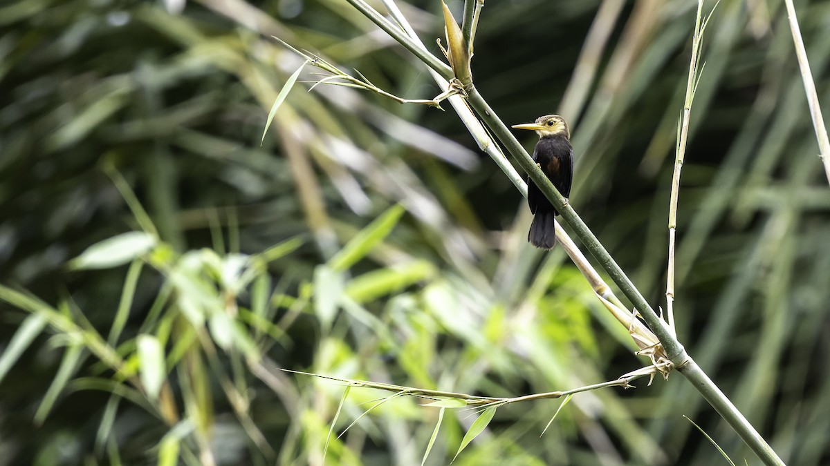 White-throated Jacamar - ML637525843