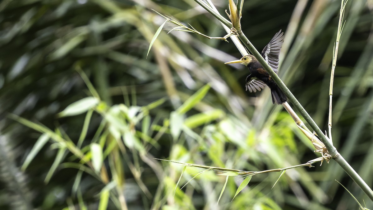 White-throated Jacamar - ML637525845