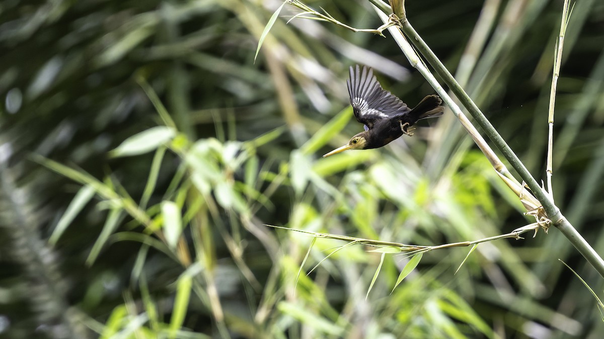 White-throated Jacamar - ML637525847