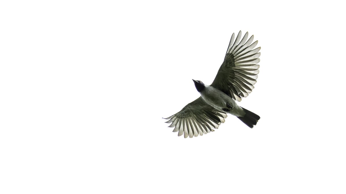 Black-faced Cotinga - ML637525865