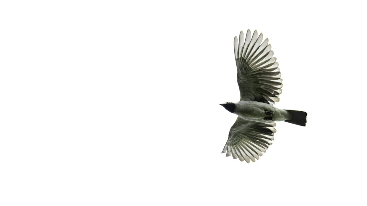 Black-faced Cotinga - ML637525866