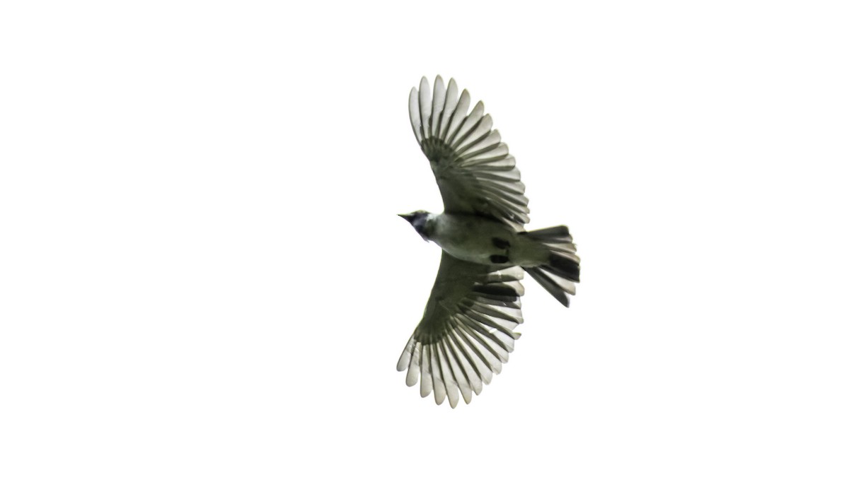 Black-faced Cotinga - ML637525867