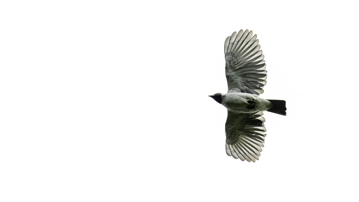 Black-faced Cotinga - ML637525868