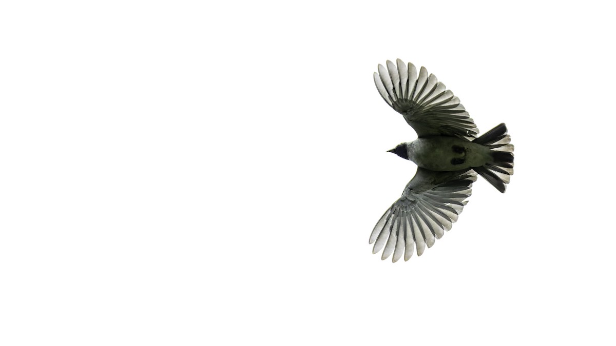 Black-faced Cotinga - ML637525869
