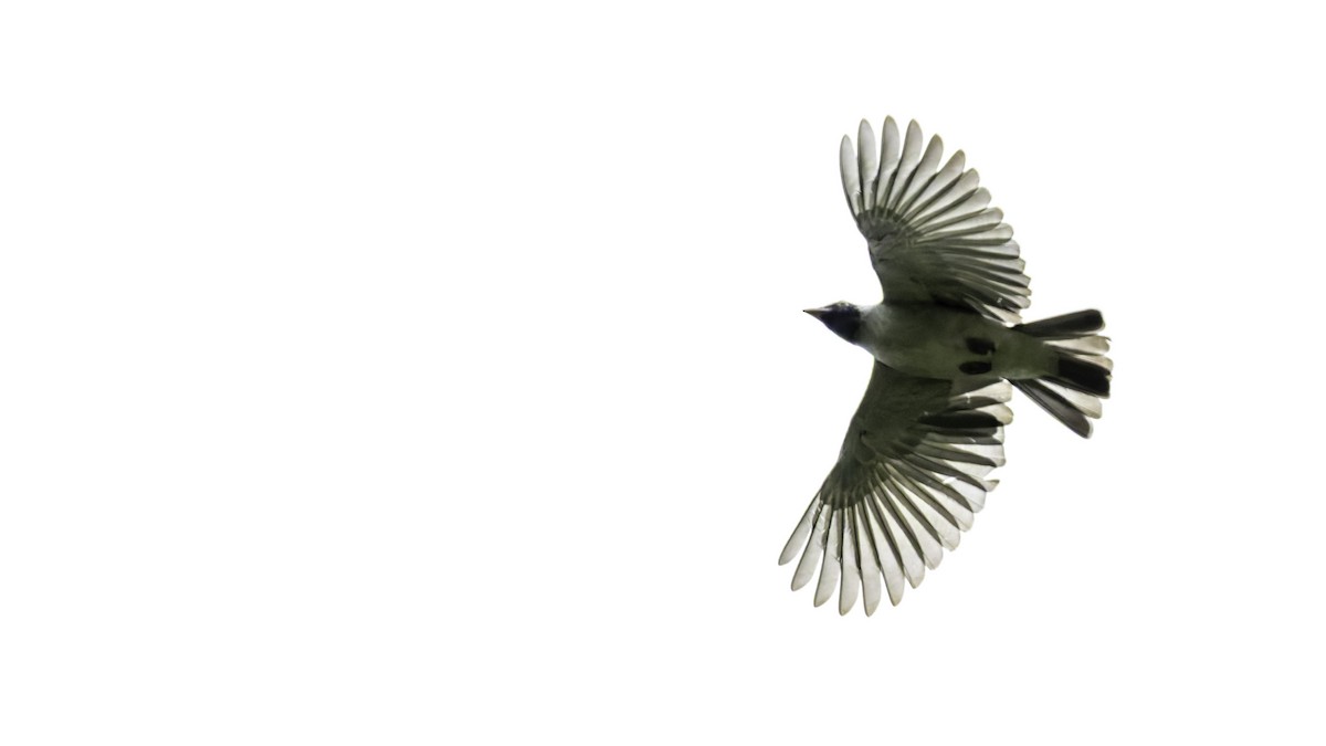 Black-faced Cotinga - ML637525871