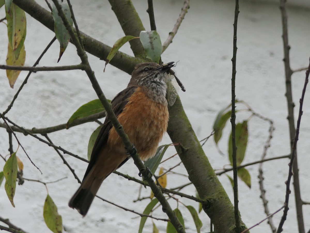 Streak-throated Bush-Tyrant - ML637525872