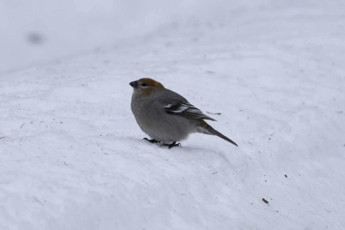 Pine Grosbeak - ML637525873