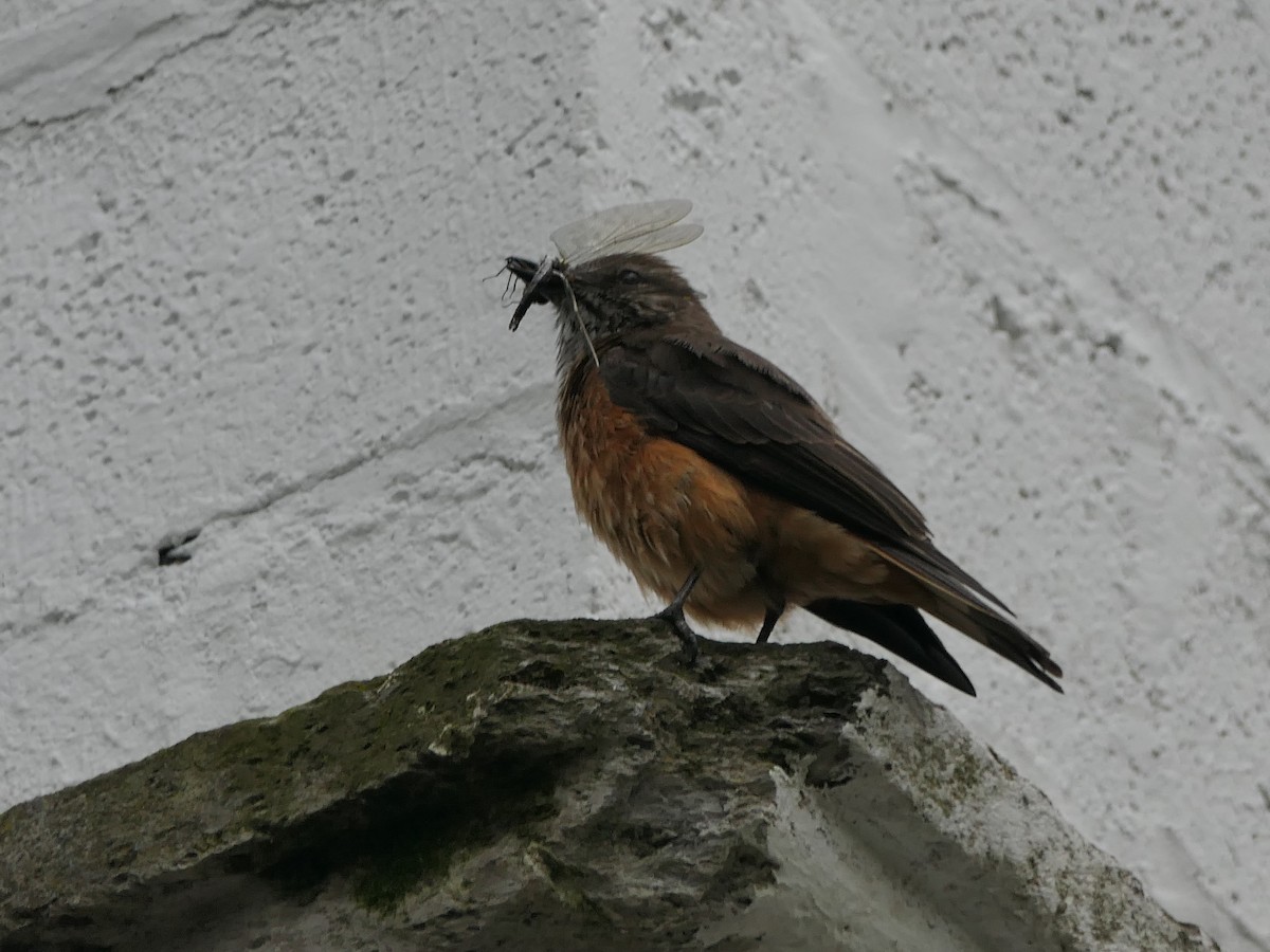 Streak-throated Bush-Tyrant - ML637525877