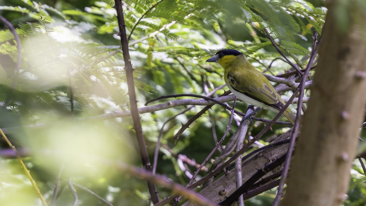 Green-backed Becard (Yellow-cheeked) - ML637525884