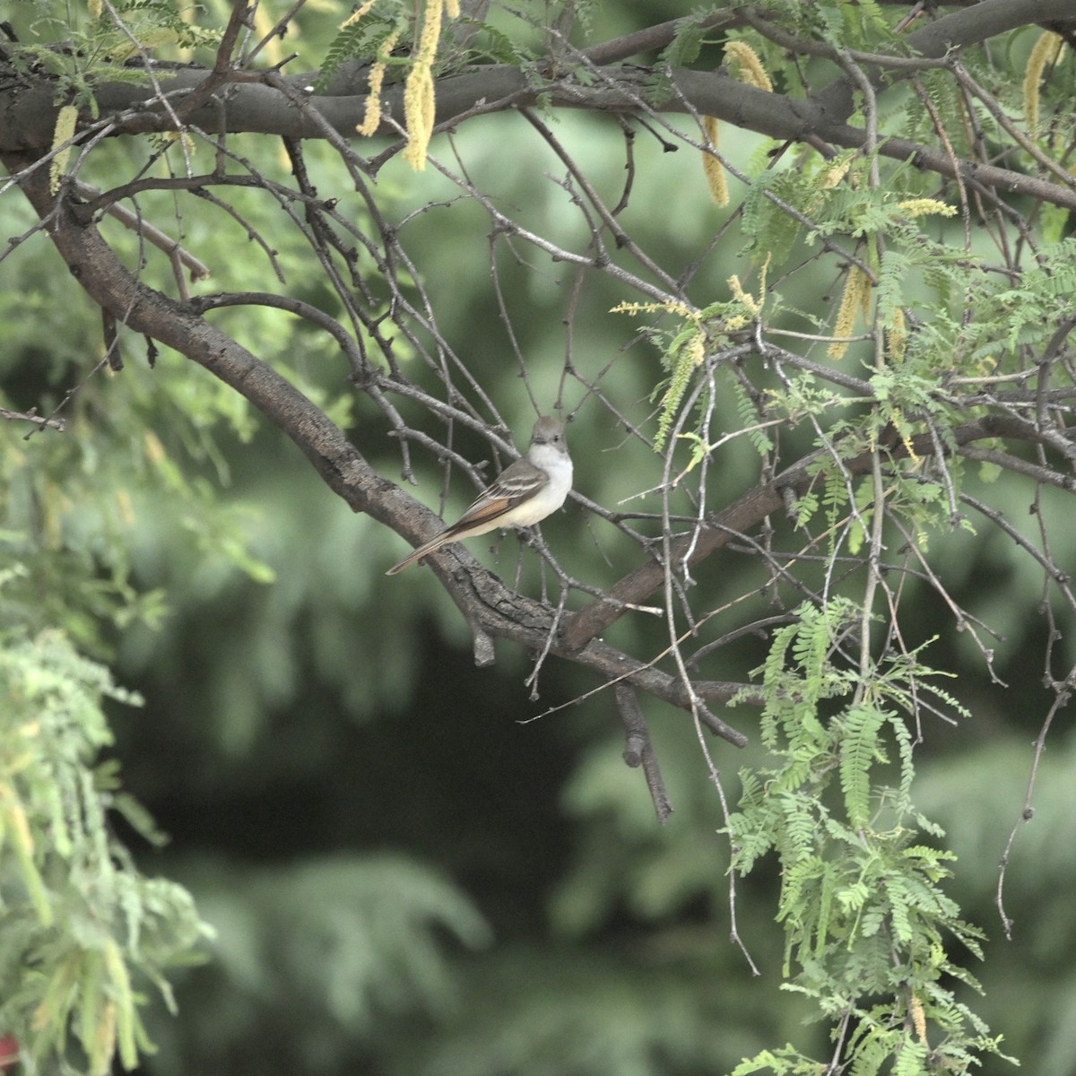 Ash-throated Flycatcher - ML637525889