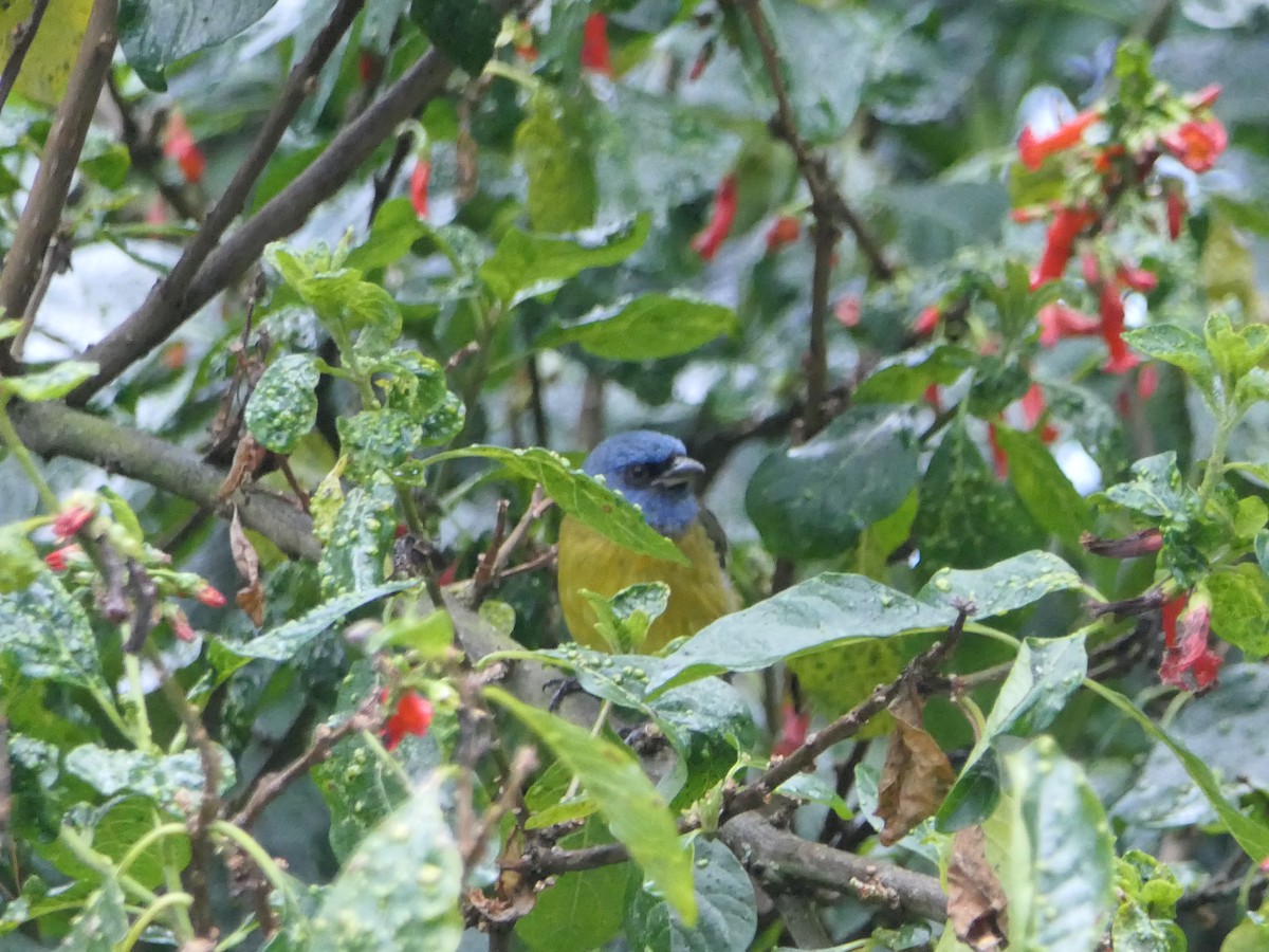Blue-and-yellow Tanager - ML637525891
