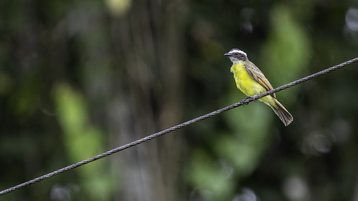 Rusty-margined Flycatcher - ML637525895