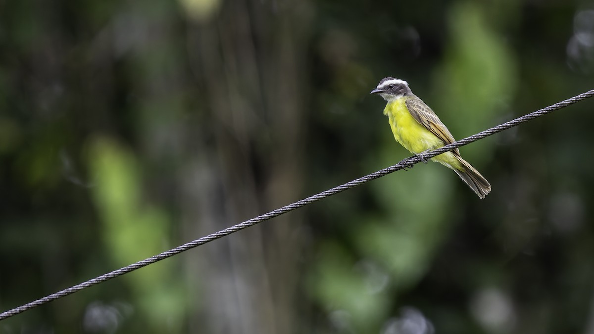 Rusty-margined Flycatcher - ML637525896