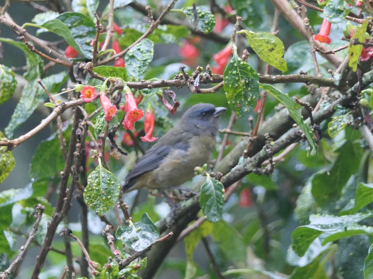 Blue-and-yellow Tanager - ML637525897