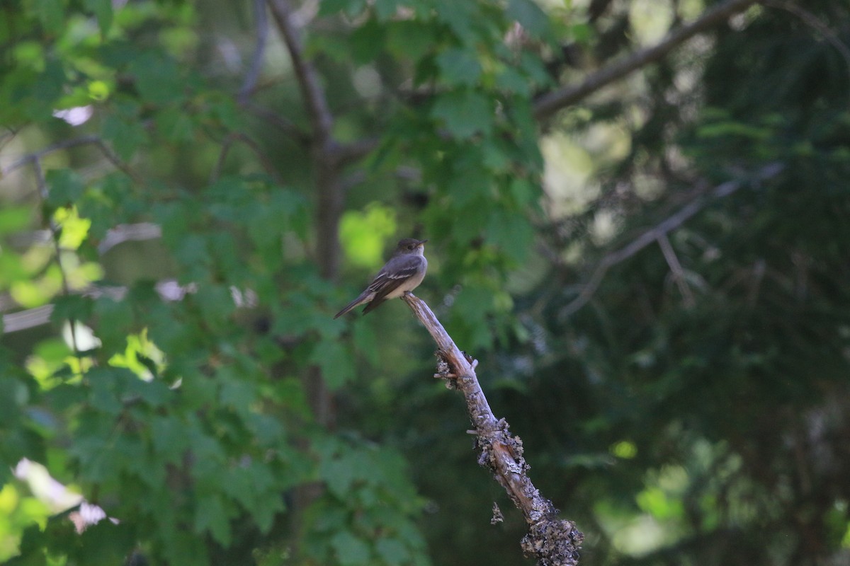 Western Wood-Pewee - ML637525900