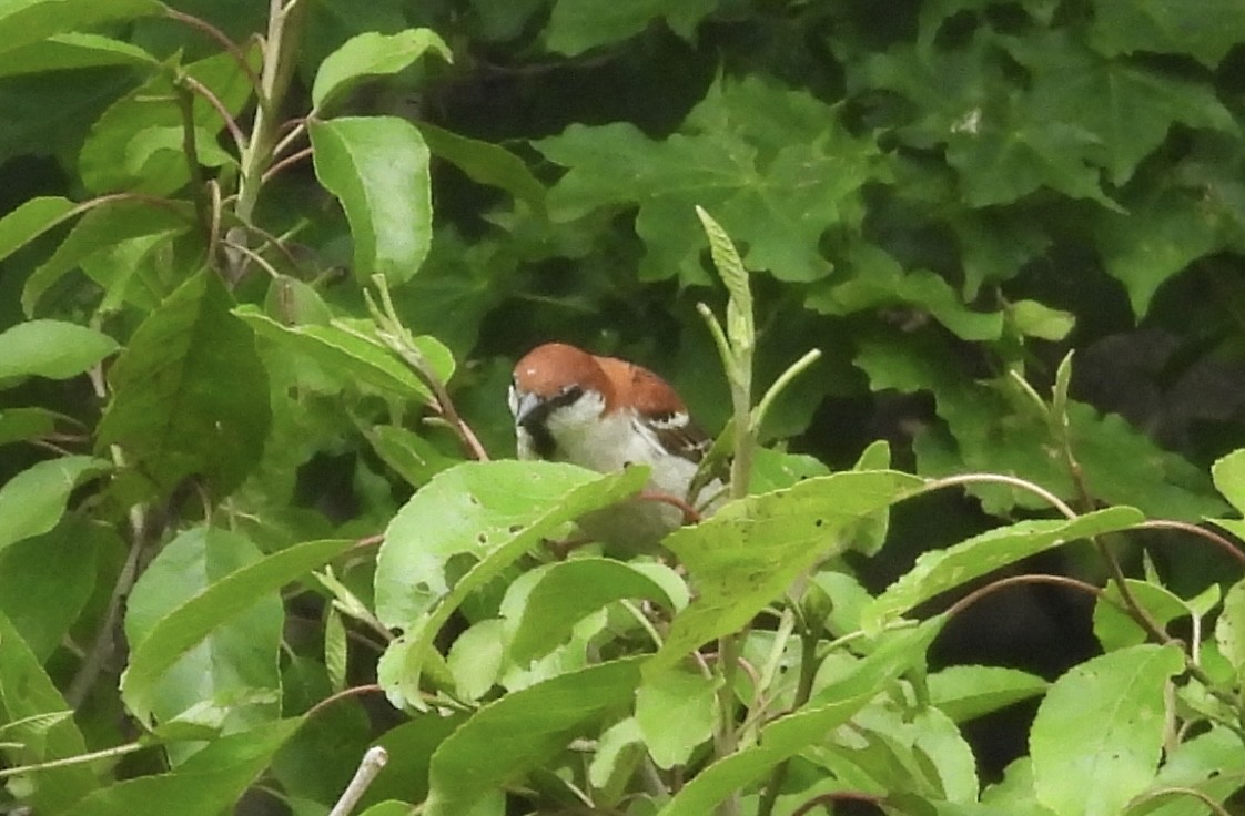 Russet Sparrow - ML637525901