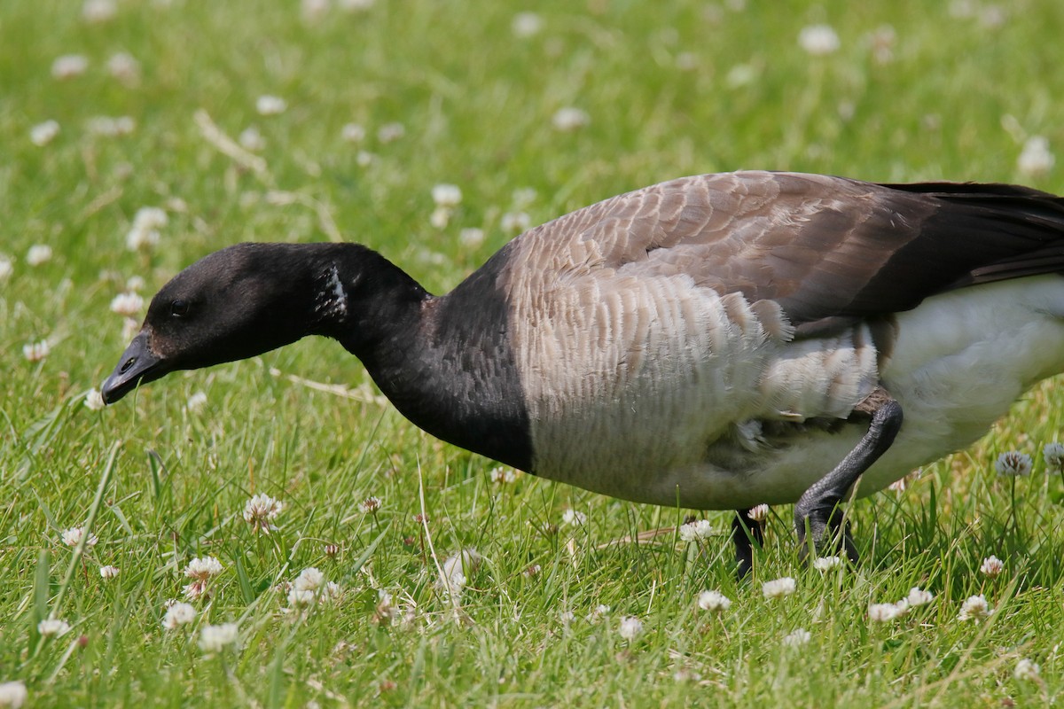 Brant - ML637525907