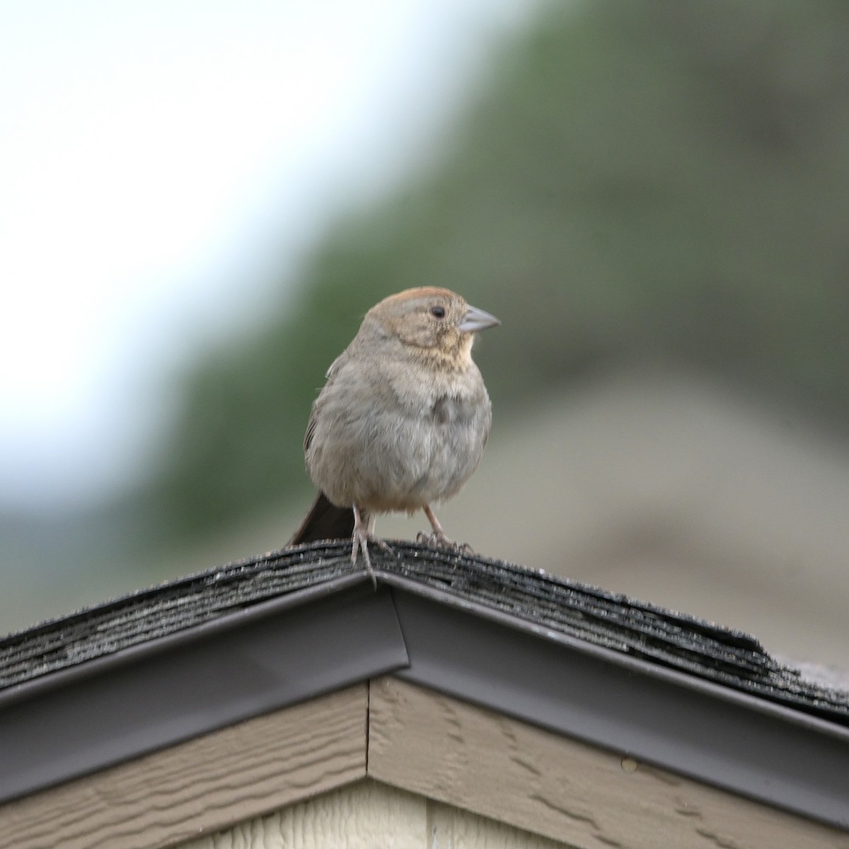 Canyon Towhee - ML637525914