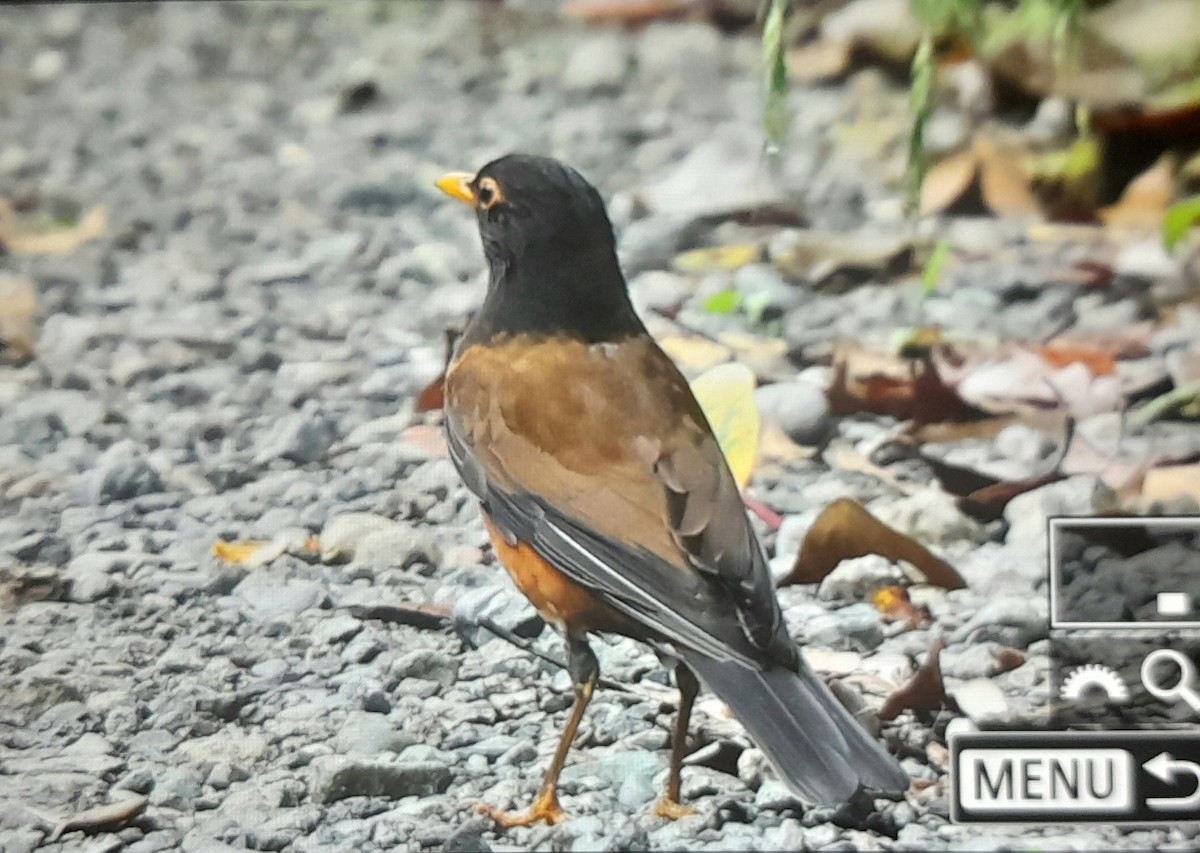 Izu Thrush - ML637525915