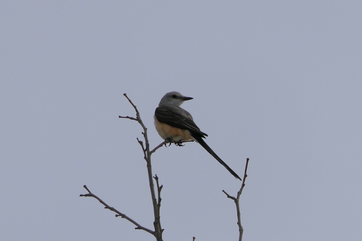 Scissor-tailed Flycatcher - ML637525917