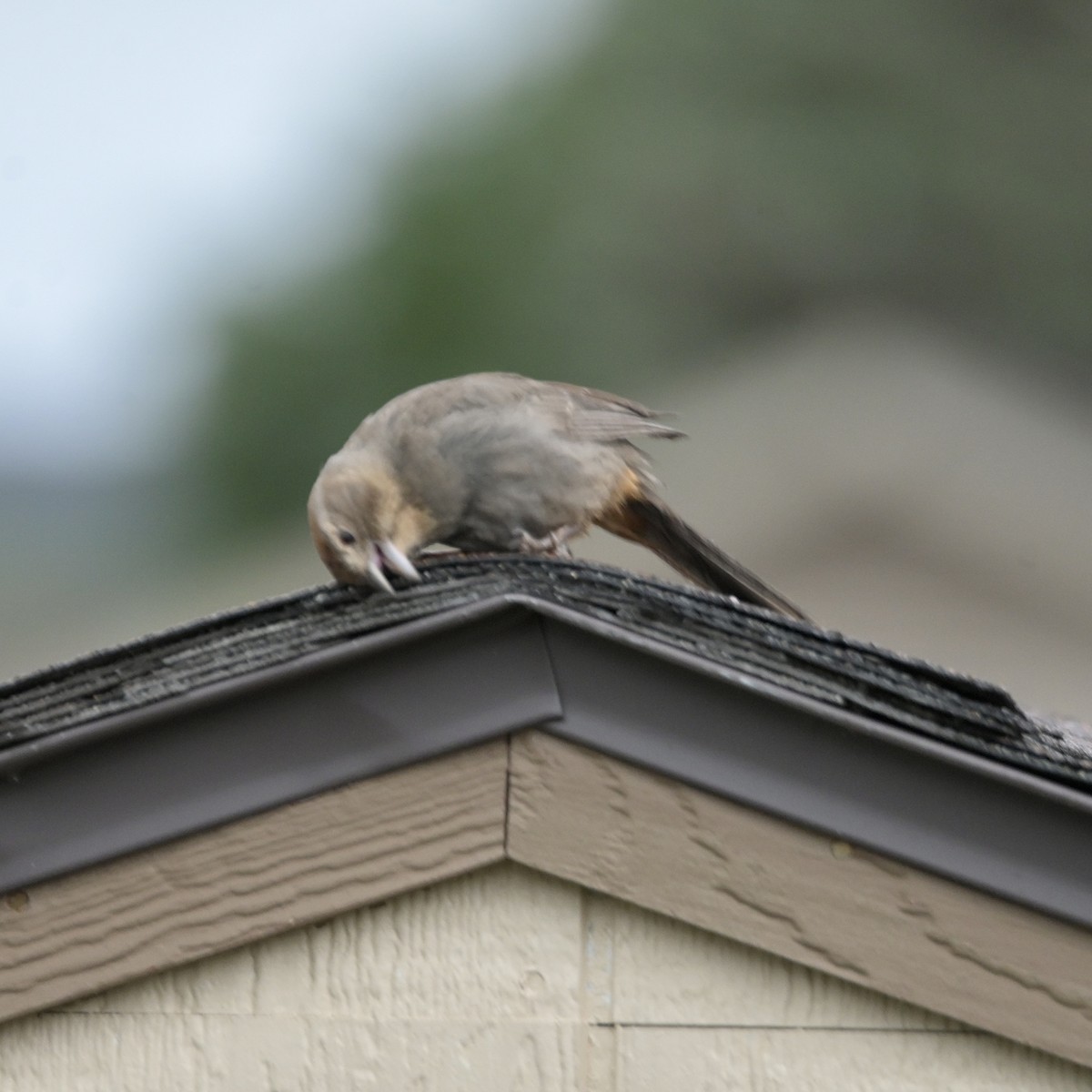 Canyon Towhee - ML637525918