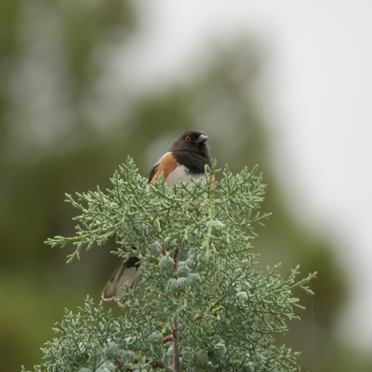 Spotted Towhee - ML637525924