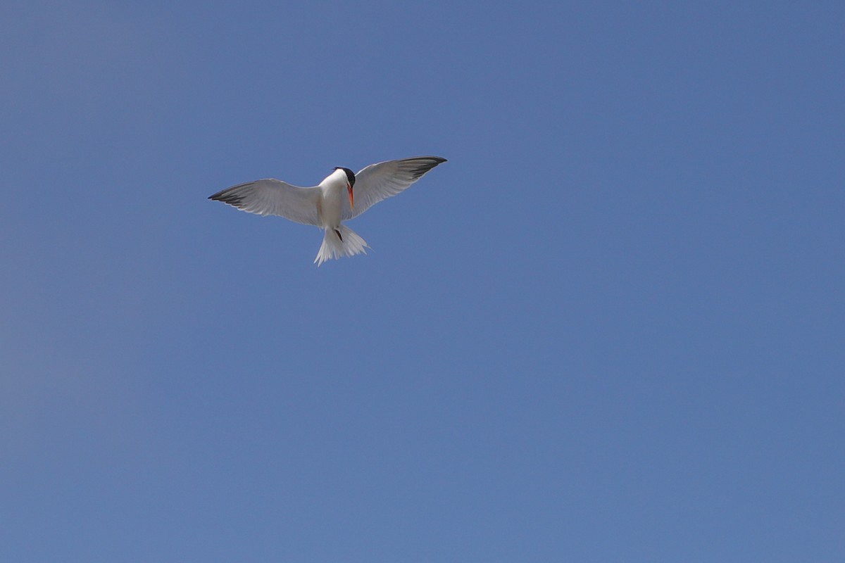 Elegant Tern - ML637525957