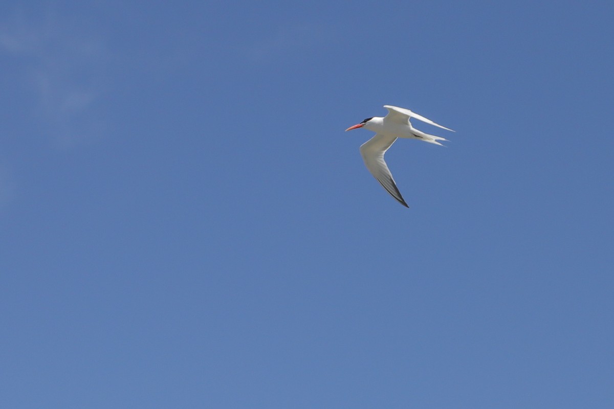 Elegant Tern - ML637526017