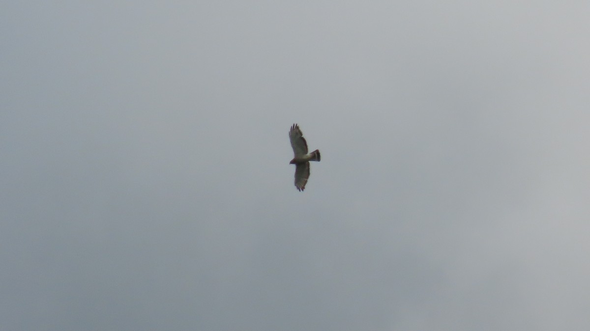 Broad-winged Hawk - ML637526054