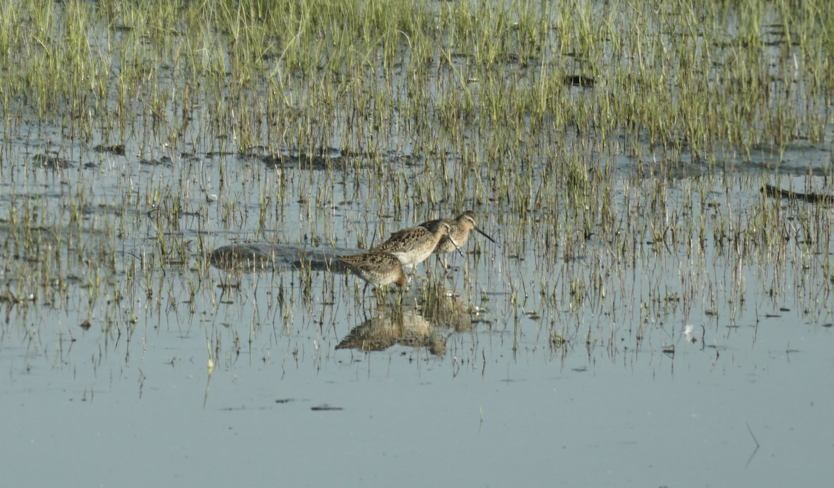 Moorschlammläufer - ML637526063