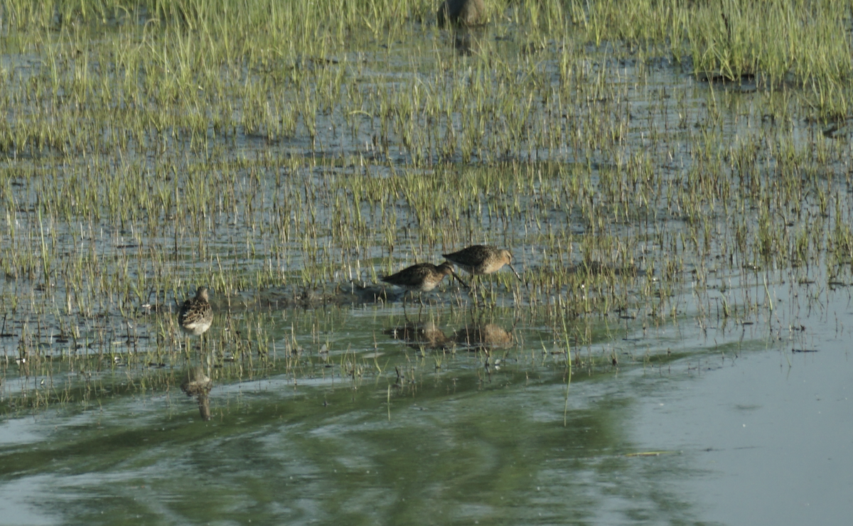 Moorschlammläufer - ML637526066