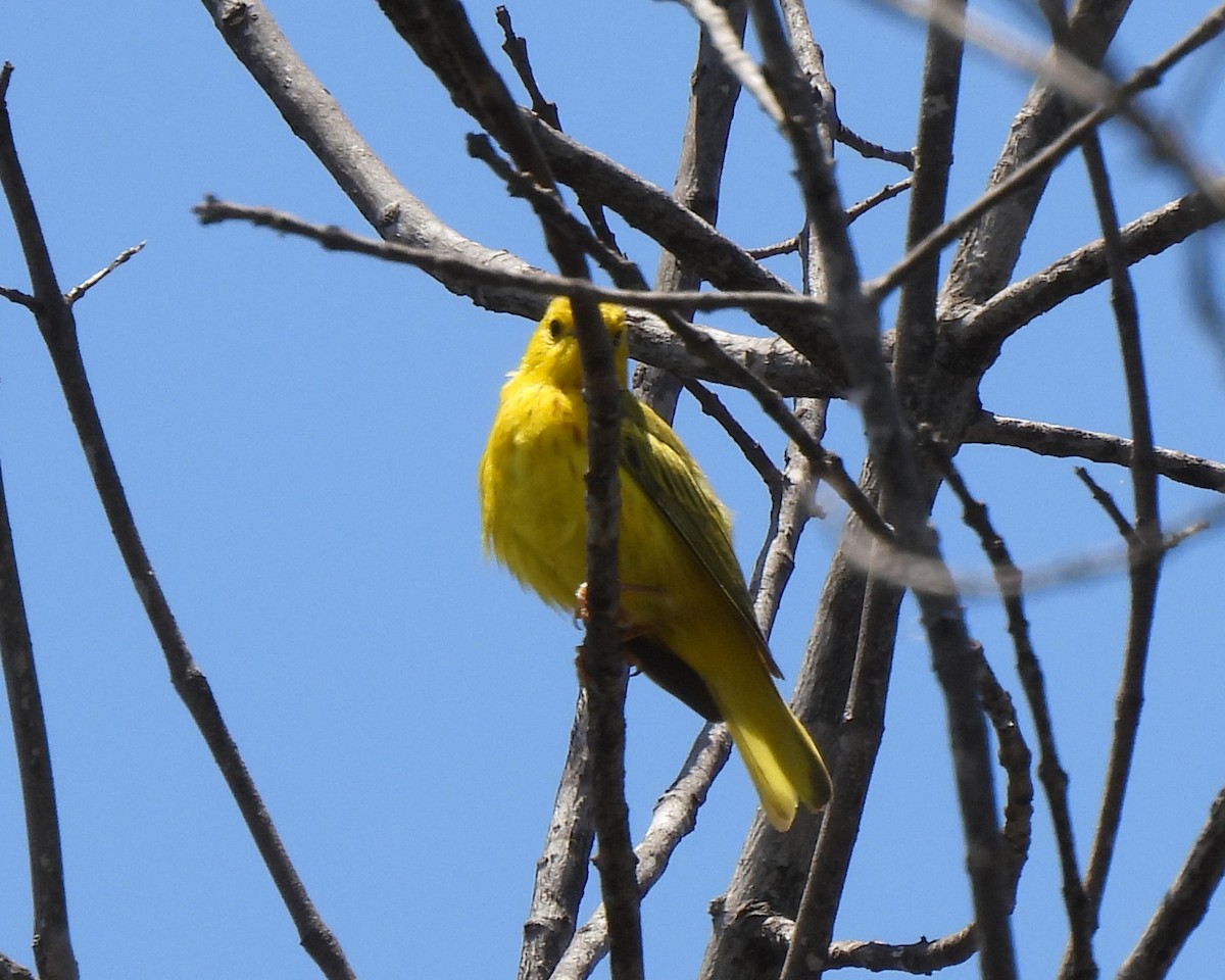 Goldwaldsänger - ML637526085