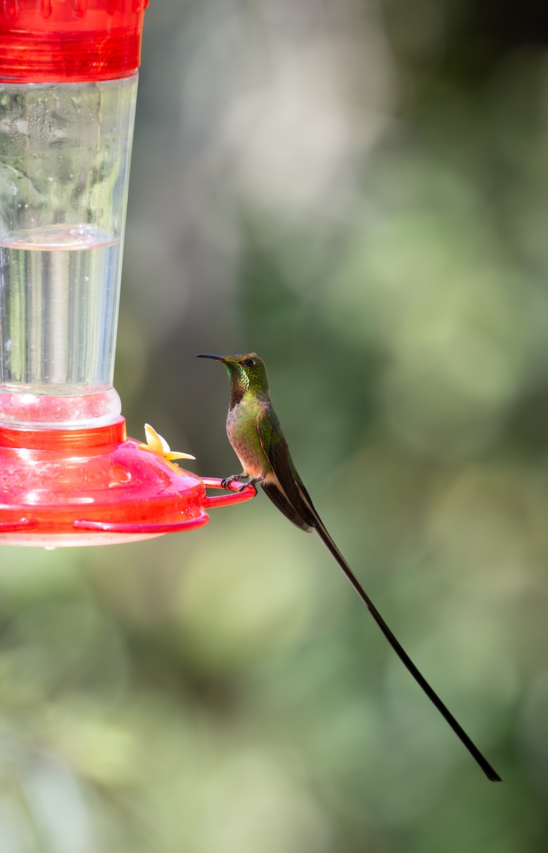 Black-tailed Trainbearer - ML637526125