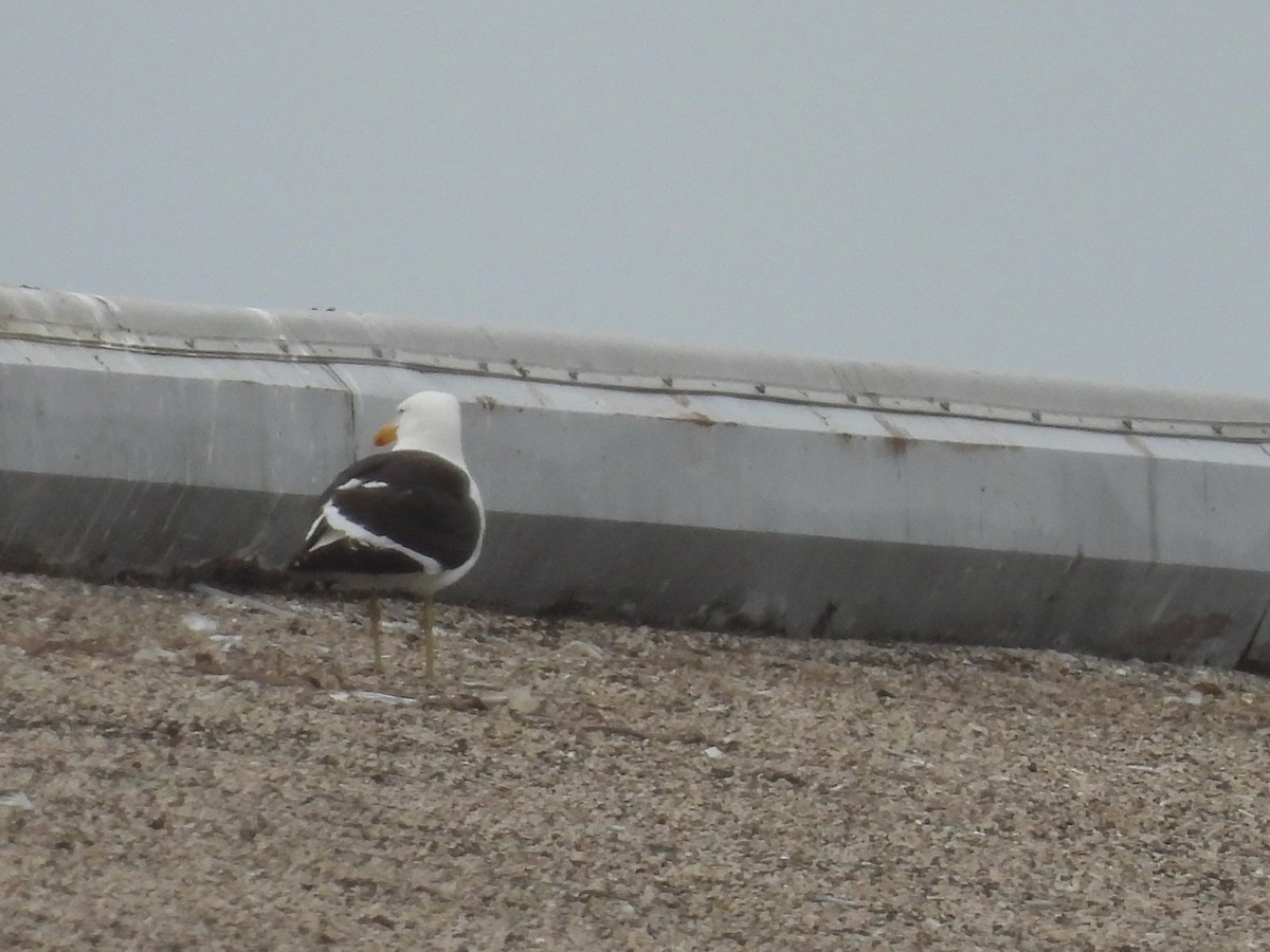 Kelp Gull - ML637526151