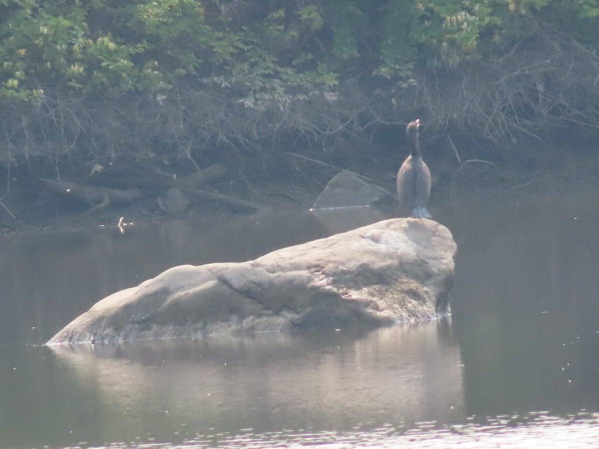 Cormorán Orejudo - ML637526250
