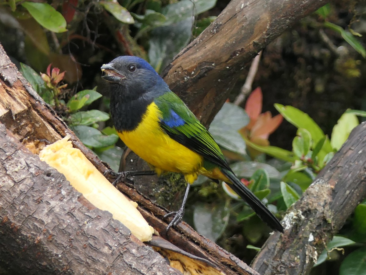 Tangara Dorsiverde - ML637526255