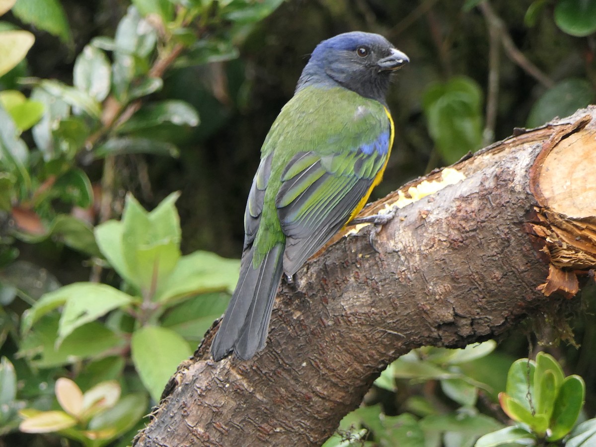 Tangara Dorsiverde - ML637526258