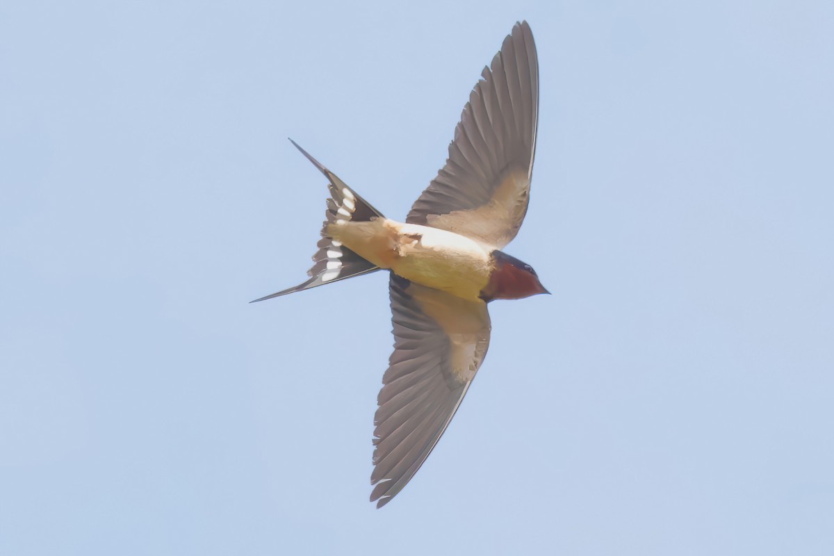 Golondrina Común - ML637526259