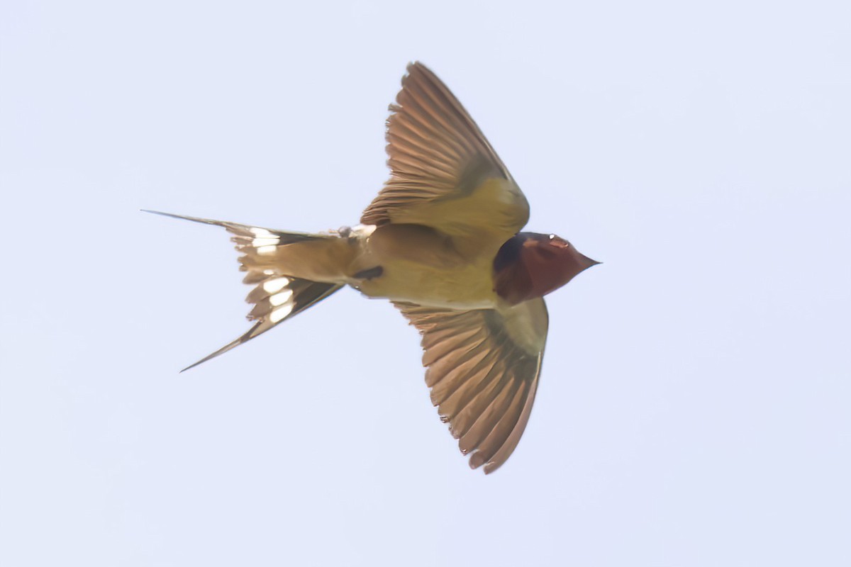 Golondrina Común - ML637526260