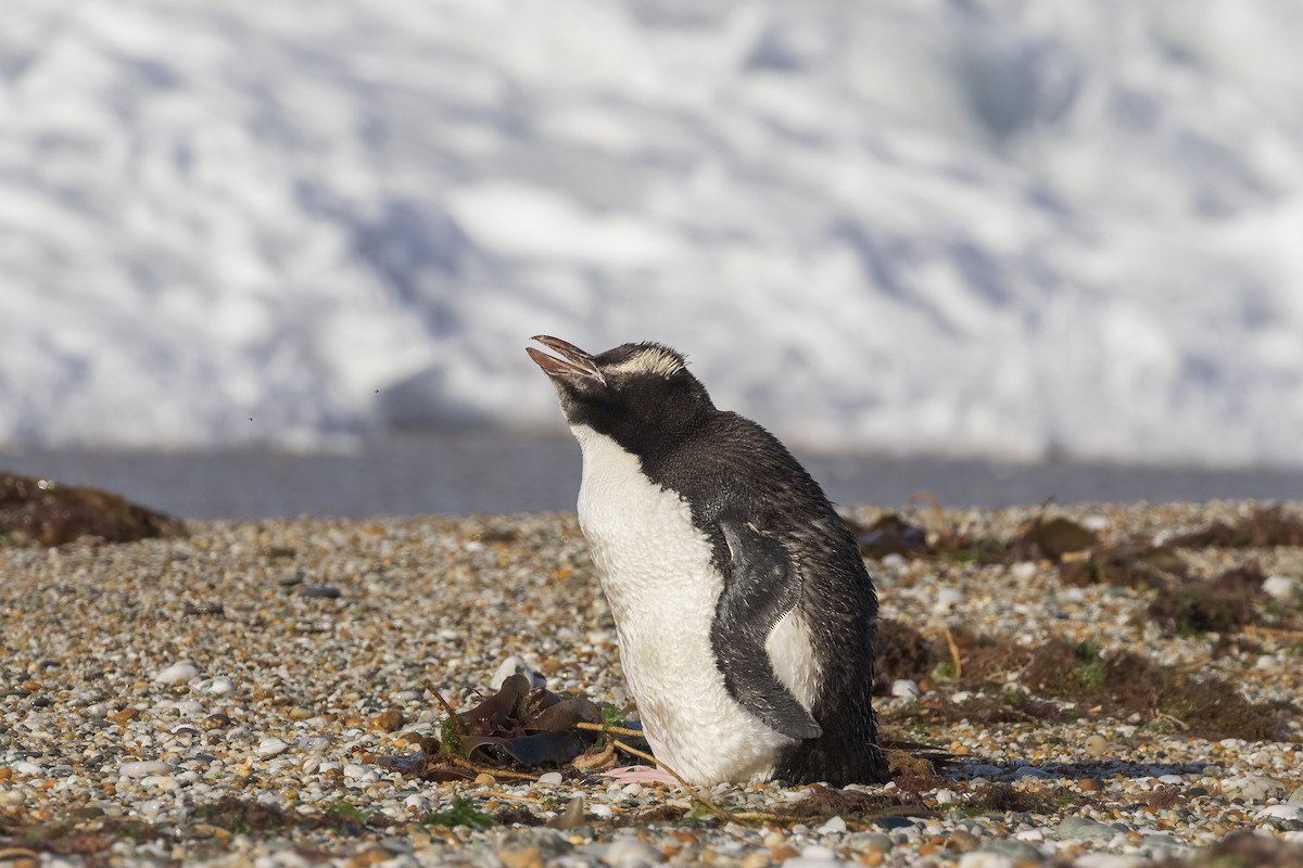 Pingüino de Sclater - ML637526261