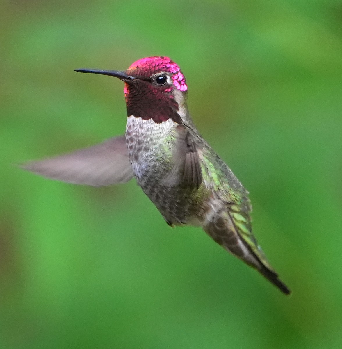 Colibrí de Anna - ML637526268