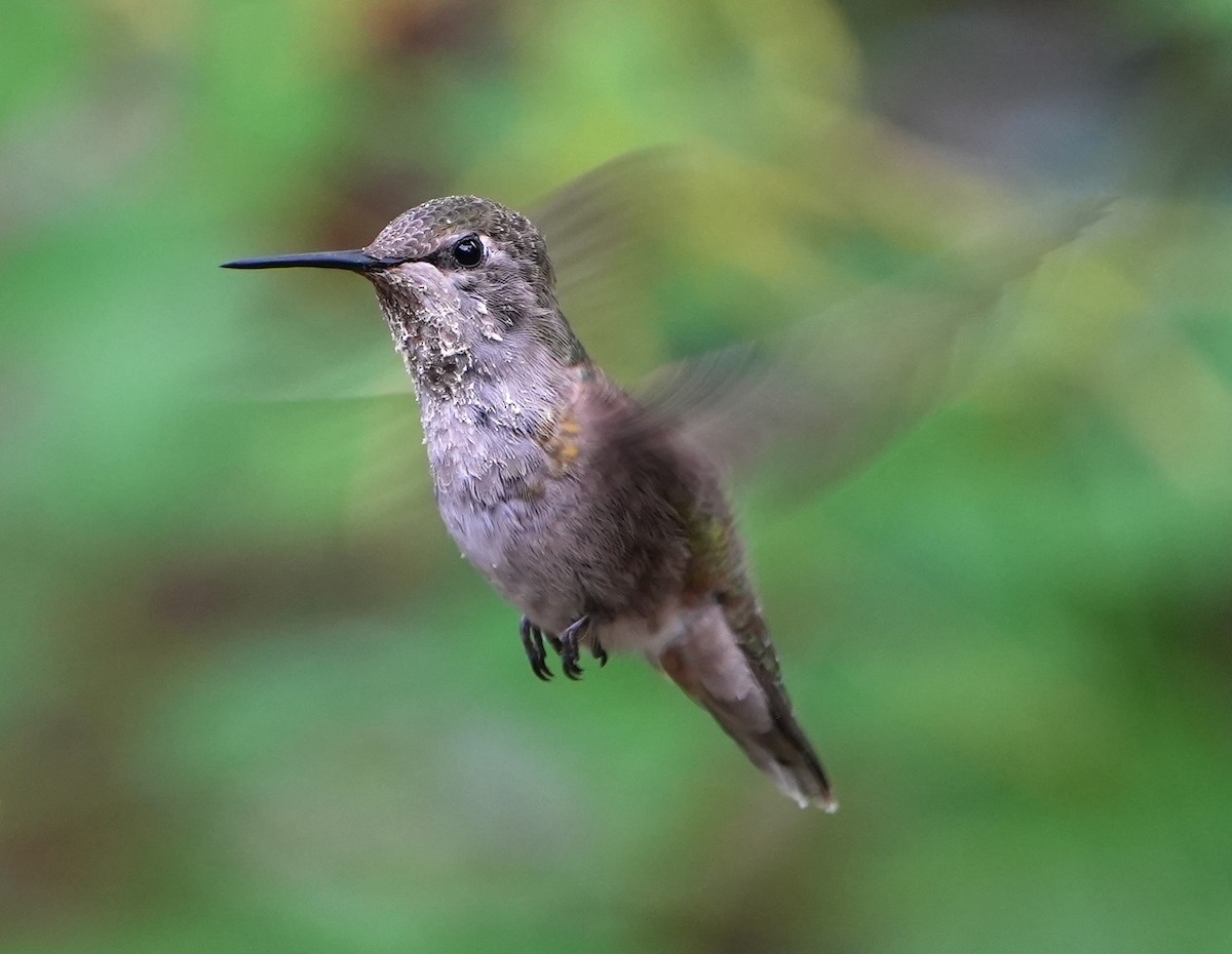Colibrí de Anna - ML637526269