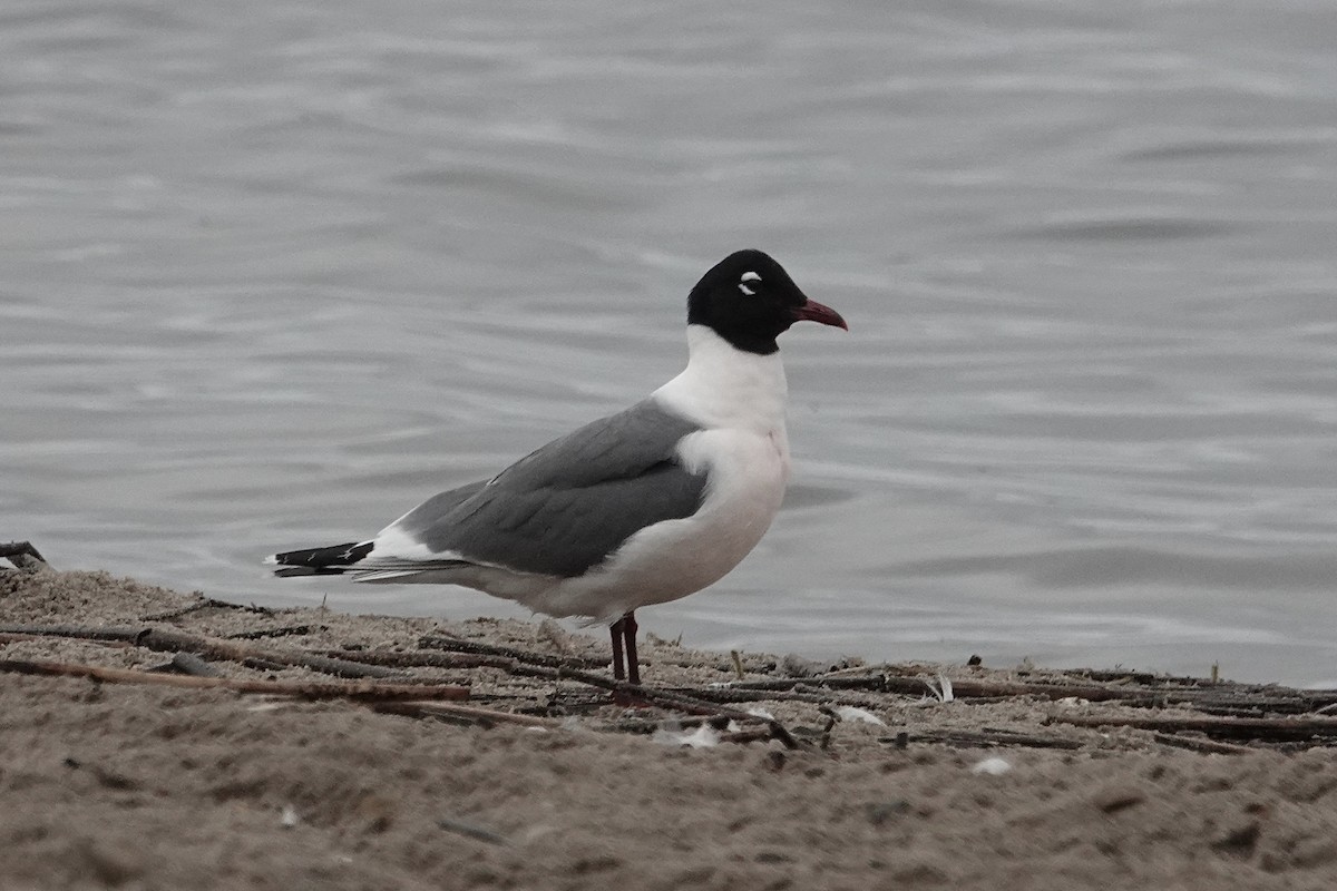 Gaviota Pipizcan - ML637526273