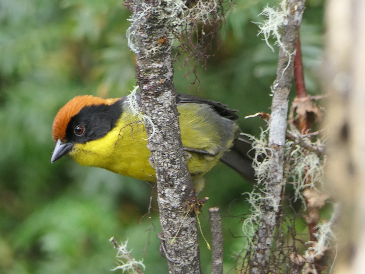 Atlapetes Pechiamarillo - ML637526274