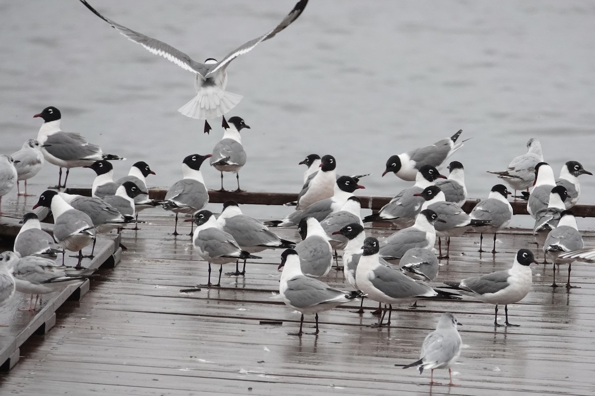 Gaviota Pipizcan - ML637526275
